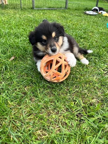 Bibi